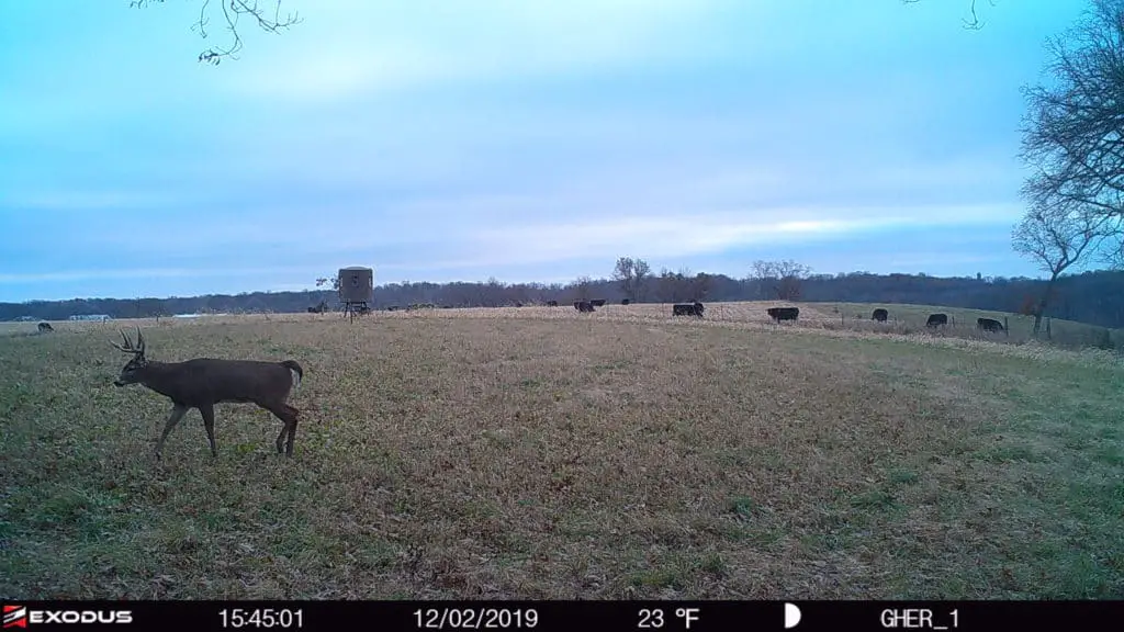 do cows scare deer