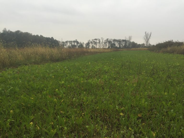 How Many Pounds Of Oats Do I Need To Plant Whitetail Advisor