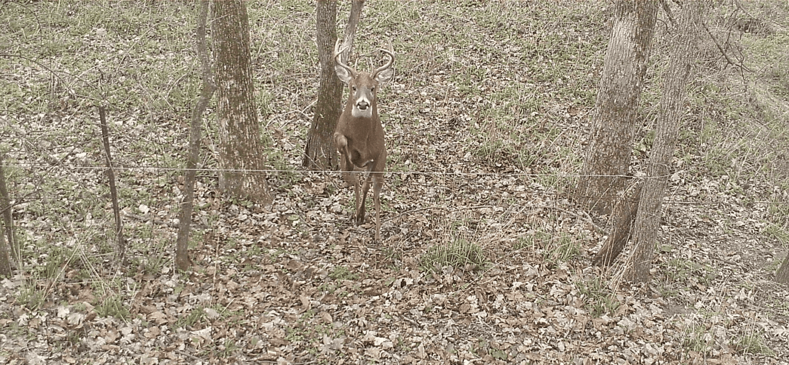 How to set up a property for deer hunting Whitetail Advisor