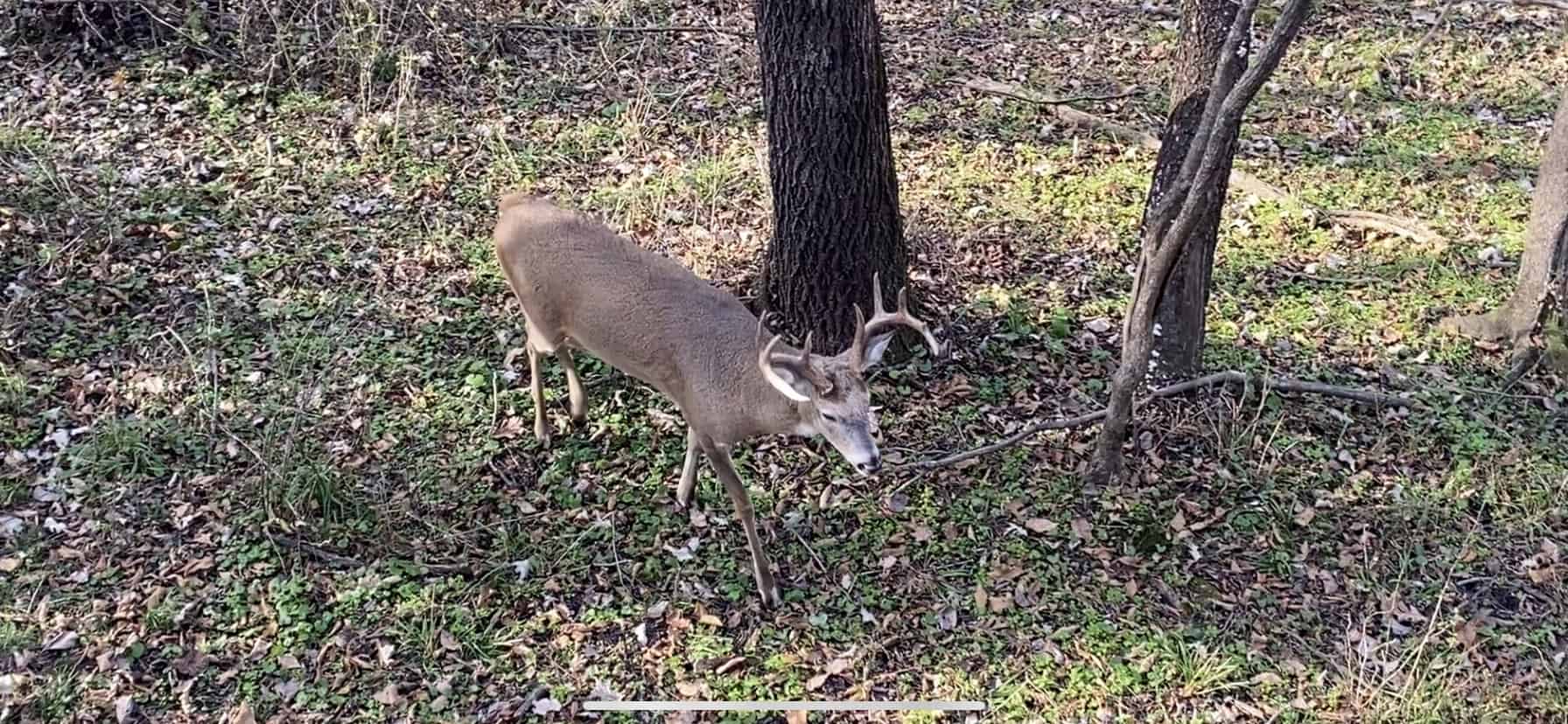 Do Deer Know When They Are Being Hunted Whitetail Advisor Do Deer Know When They Are Being Hunted Whitetail Advisor