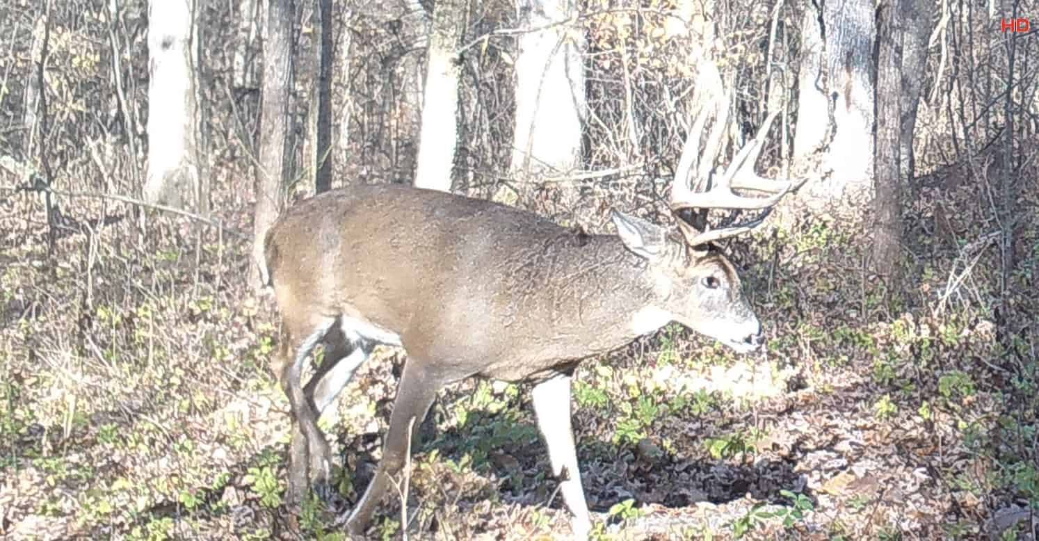 How To Tell If A Big Buck Is In Your Area