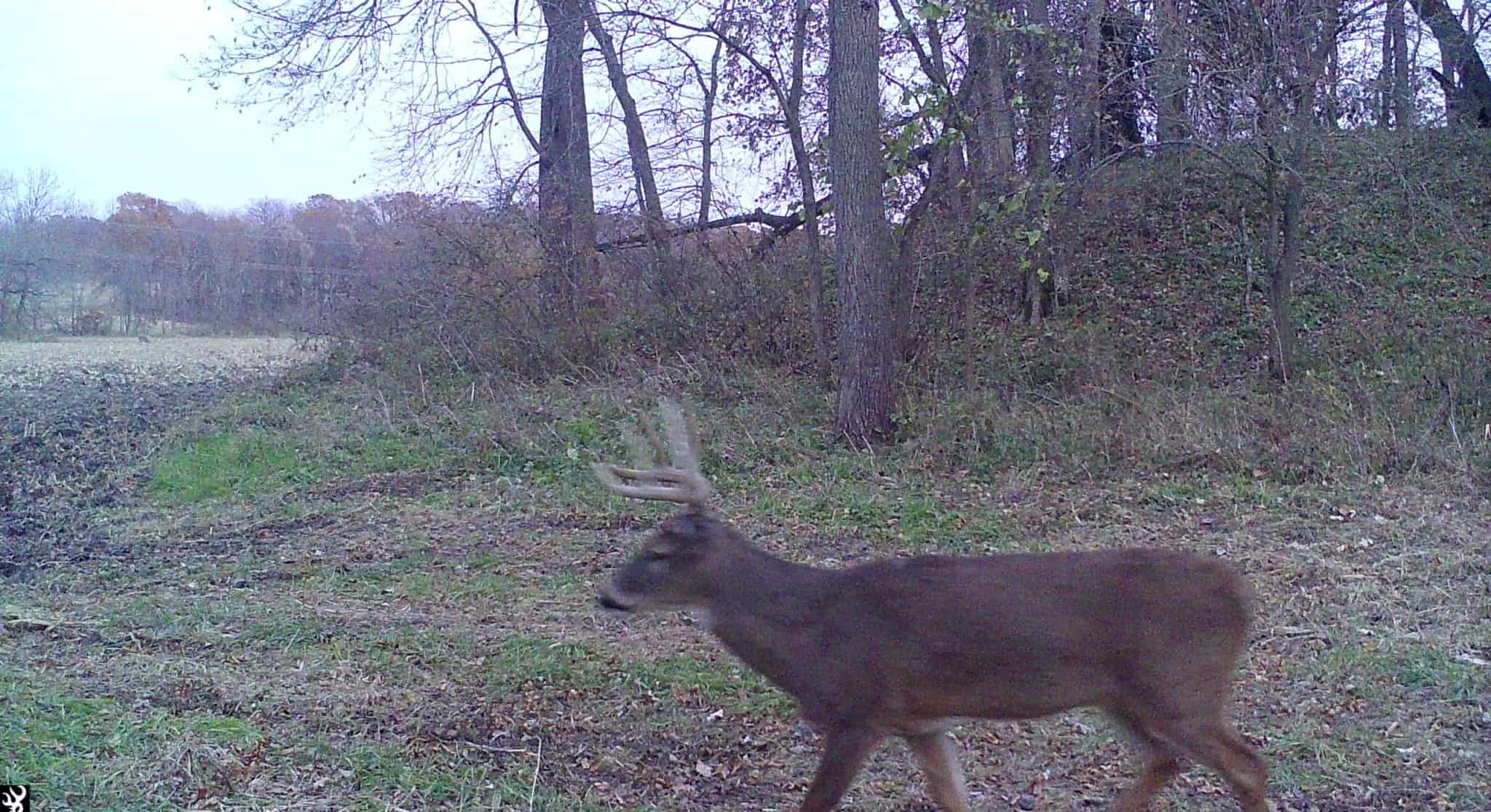 how-far-do-bucks-bed-from-food-whitetail-advisor