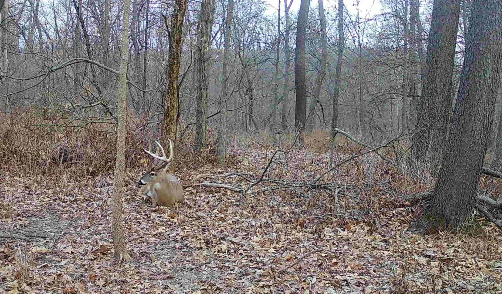 What makes a good deer bedding area? – Whitetail Advisor