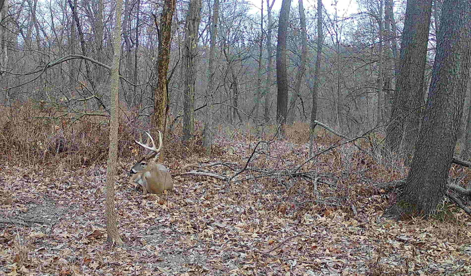 What makes a good deer bedding area? Whitetail Advisor