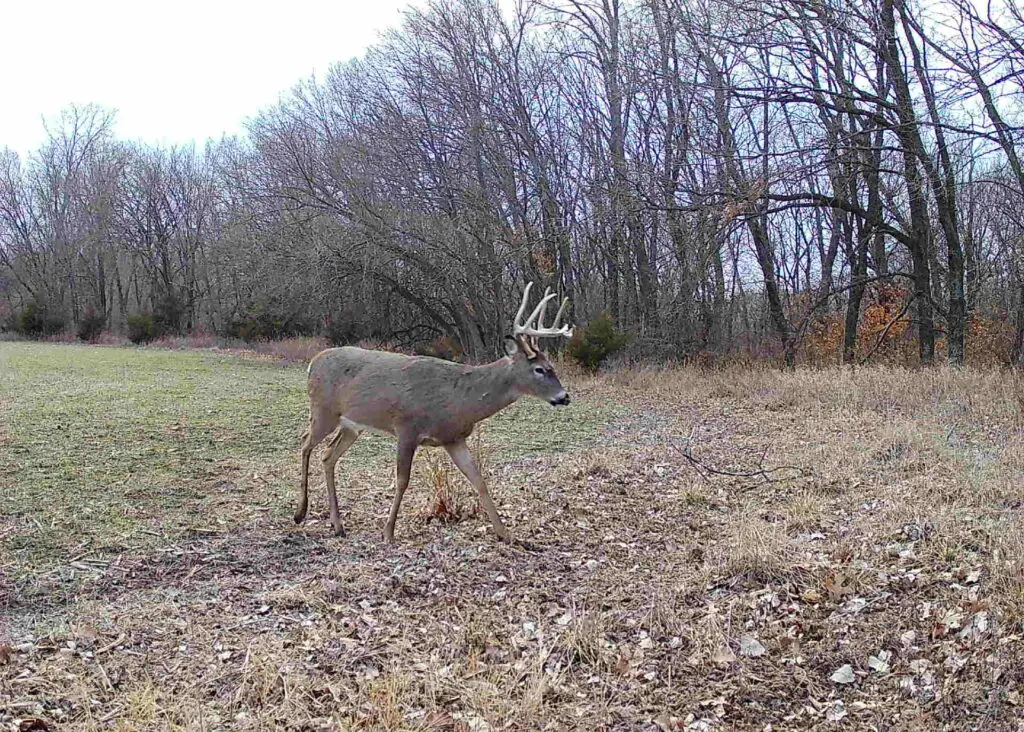 The Best Time to Deer Hunt (Fully Explained) Whitetail Advisor